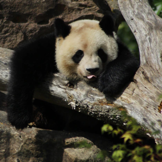 panda on a tree